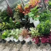 خدمات باغبانی هرس کاری کل کاری تمام نقاط تهران|خدمات باغبانی و درختکاری|تهران, صادقیه|دیوار