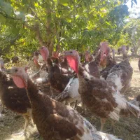 بوقلمون بومی