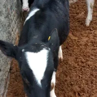 سیمینتال فروشی|حیوانات مزرعه|ساروق, |دیوار