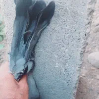 کبوتر سبز|پرنده|جیرفت, |دیوار