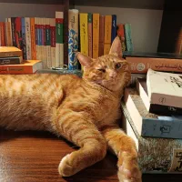 واگذاری گربه خانگی