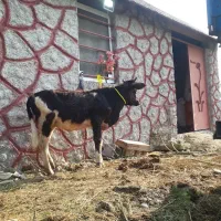 ۱راس لیشه عروسک   گاو ورزا|حیوانات مزرعه|رشت, حومه رشت|دیوار