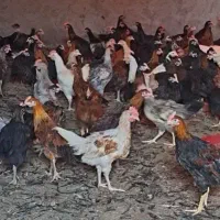جوجه مرغ محلی