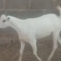بز کهره  در جم