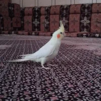 شاگان|پرنده|شادگان, |دیوار