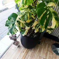 برگ انجیری مانسلرا ابلغ|گل و گیاه طبیعی|تهران, ائمه اطهار|دیوار