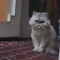 واگذاری گربه پرشین