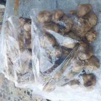 سیر سیاه فله|خوردنی و آشامیدنی|شیراز, شیشه‌گری|دیوار