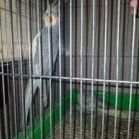 عروس هلندی نروماده تخم گذار|پرنده|پاکدشت, پاکدشت (مامازند)|دیوار