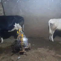 فروش گاوگوساله