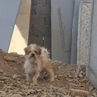سگ ترییر قیمت ۱۴۰۰|سگ|فردیس, شهرک ناز|دیوار