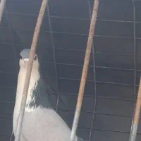 دمگیر سمیرم اصفهان