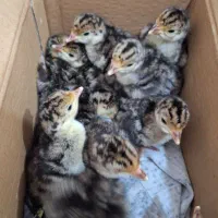 جوجه یک روزه بوقلمون برنز