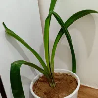 گلهای طبیعی