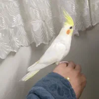 جوجه عروس