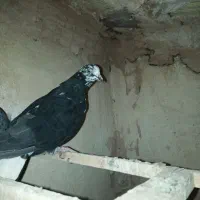 دوتا کفتر پرشی گرفتنی نر|پرنده|سبزوار, پیام|دیوار