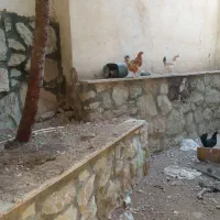 6تامرغ تخمگذار  و 4تاجوجه|حیوانات مزرعه|رودهن, |دیوار