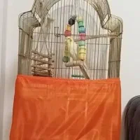 قفس عروس هلندی