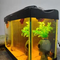 اکواریوم رومیزی ماهی فایتر اماده