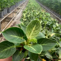 استخدام ادمین اینستاگرام/ورامین|استخدام رایانه و فناوری اطلاعات|ورامین, ورامین|دیوار