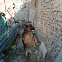 سگ ژرمن|سگ|چناران, |دیوار