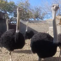 ۴ خانواده شترمرغ مولد|حیوانات مزرعه|مشهد, ادیب نیشابوری (شهرک غرب)|دیوار