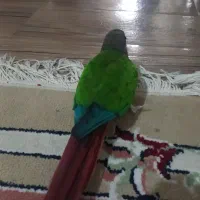 قفس با گرینچیک