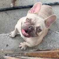 سگ فرنچ بولداگ ماده