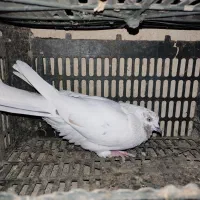 کبوتر معاوضه