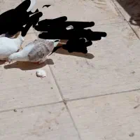 کبوتر پشت دار و دم سبز