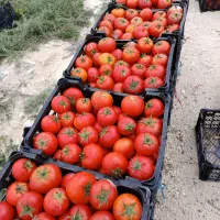 گوجه اجاره داده میشود