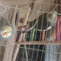 عروس هلندی|پرنده|نجفآباد, گلدشت|دیوار