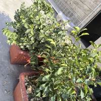 تعدادی گلدان مناسب حیاط یا روف گاردن|گل و گیاه طبیعی|ری, سرتخت|دیوار