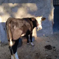 تلیسه، سویسی، اصل|حیوانات مزرعه|پاپی, |دیوار