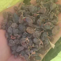 آفتویی بونات|خوردنی و آشامیدنی|مزایجان, |دیوار