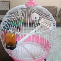 قفس پرنده با لوازم