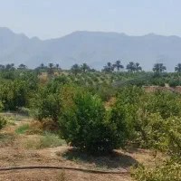 باغ نخل و مرکبات داخل شهر جهرم با قیمت مناسب