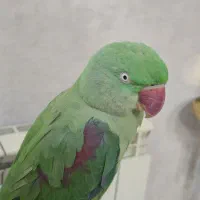 شاه طوطی ۲ ساله