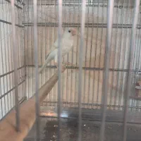 قناری نر و ماده|پرنده|اندیشه, اندیشه فاز ۳|دیوار