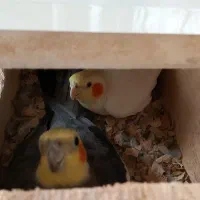 عروس هلندی جفت عروس هلندی 8جفت مولدتخم گذاشتن