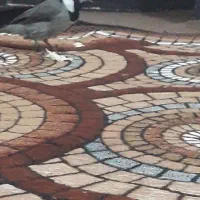 پرنده سهره قناری اهوازی