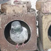 همه نوع پرنده هرچی که بخواهی