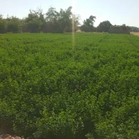 یونجه تازه