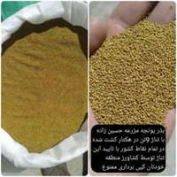 بذر یونجه بذر یونجه پایه بلند با تناژ بالا|عمده‌فروشی|قروه, |دیوار