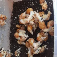 حلزون آچاتینا