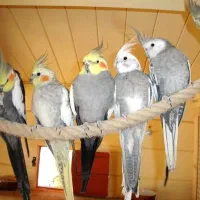 عروس هلندی ماده kharid البینو وایت فیس