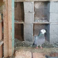 کبوتر تکپرساده|پرنده|گمیشان, |دیوار