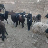 بره وبزغاله یجایی۲۵ تا|حیوانات مزرعه|قم, قلعه صدری|دیوار
