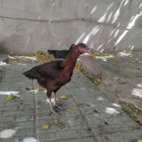 جوجه لاری|حیوانات مزرعه|شیراز, سهل‌آباد|دیوار