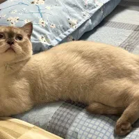 گربه نژاد بیریتیش اسکاتیش ۷ماهه